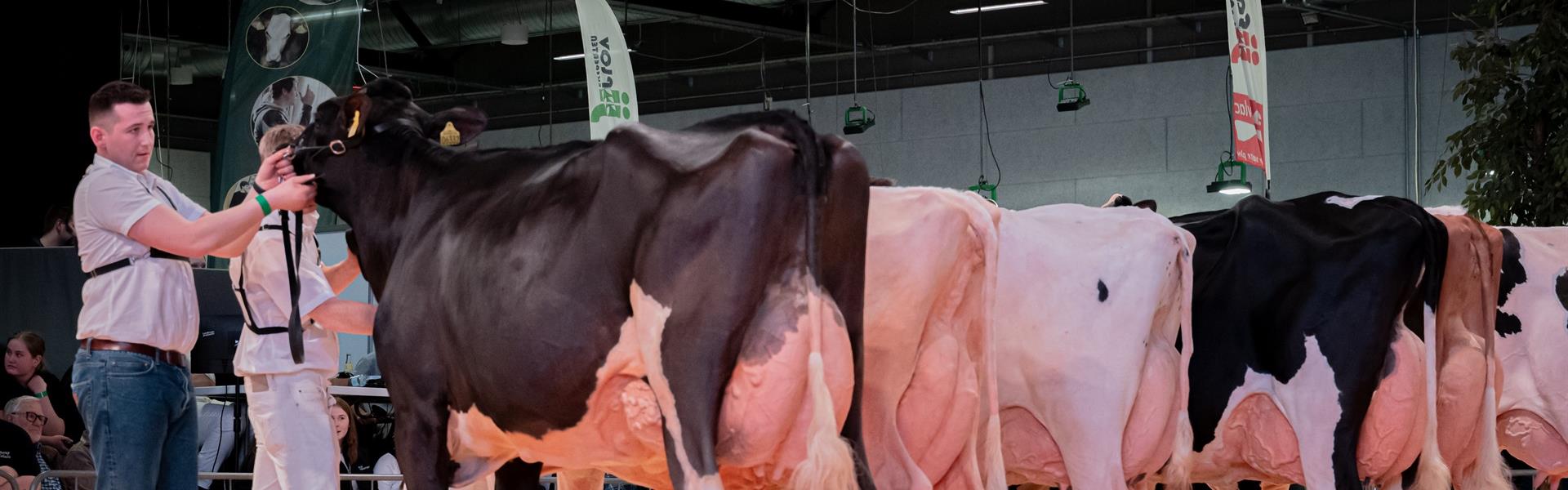 Tilmelding af malkekvæg¤Åbner i uge 2